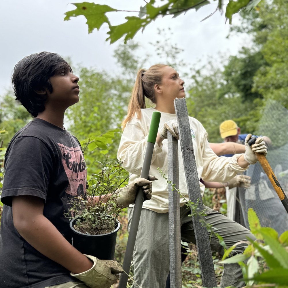 Campaign cover image for Learn and Pull Volunteer Series: Spongy Moth in the Catskills