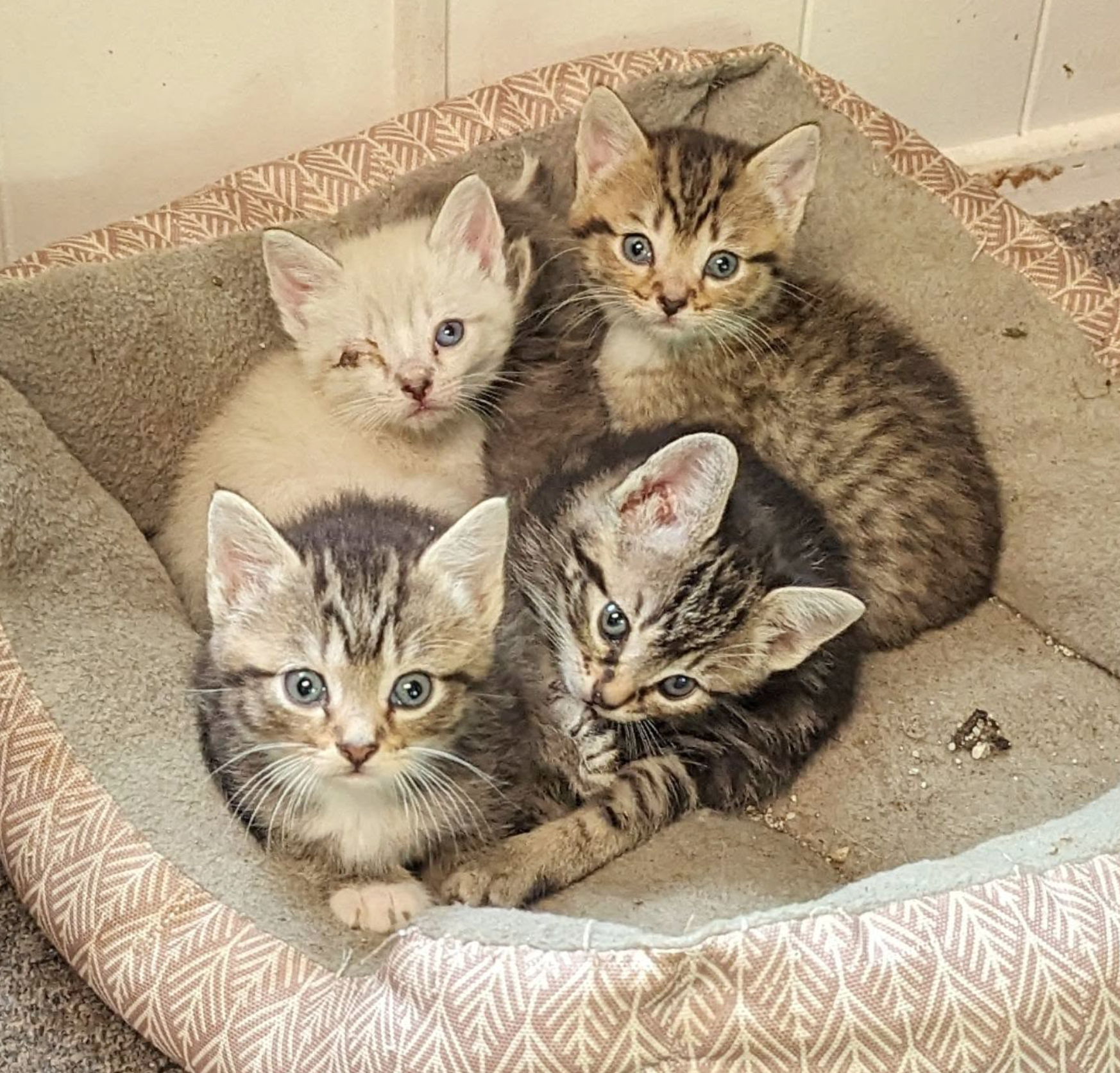Campaign cover image for Urgent: Kitten Season Crisis – We Need Your Help!