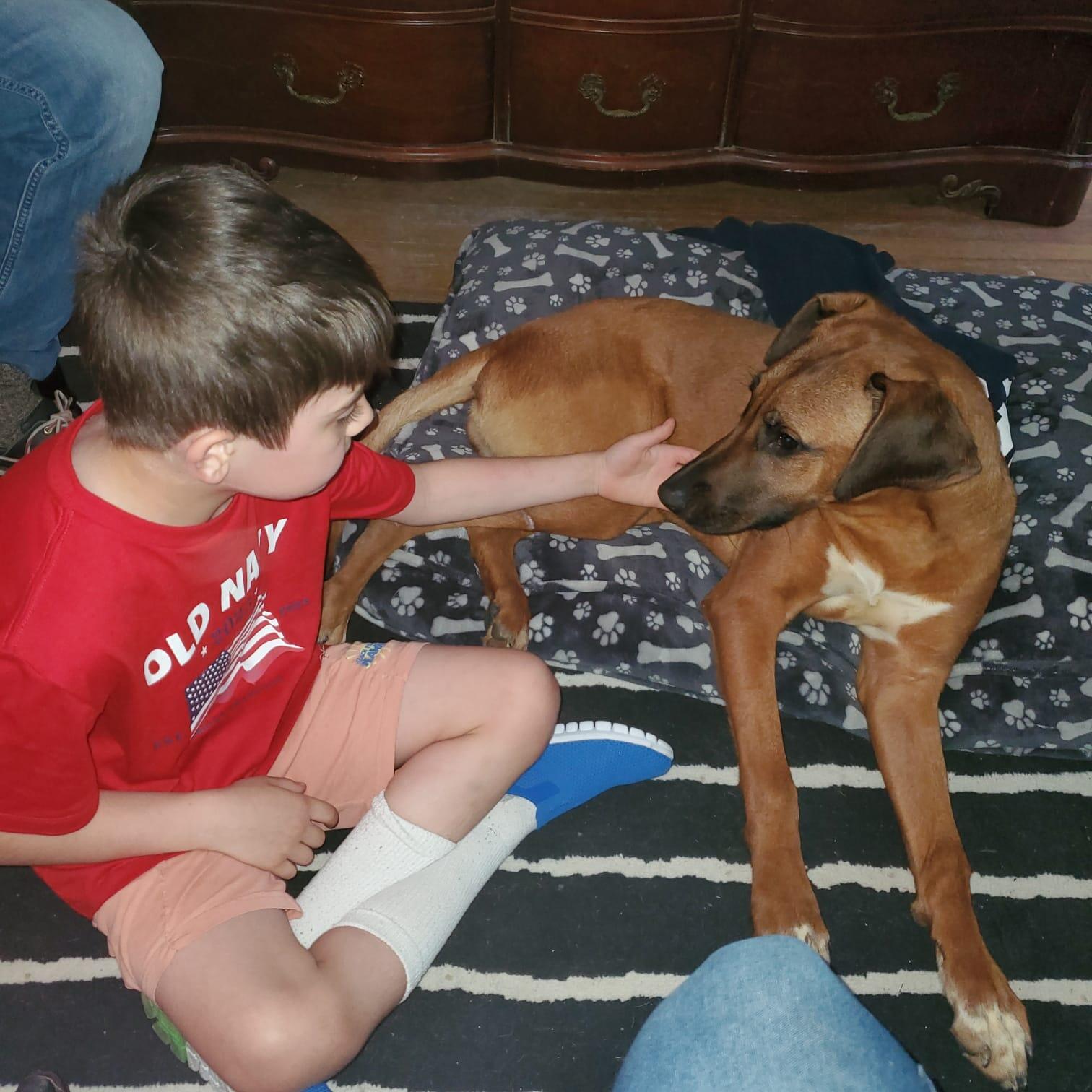 Campaign cover image for Service Dog for Cam