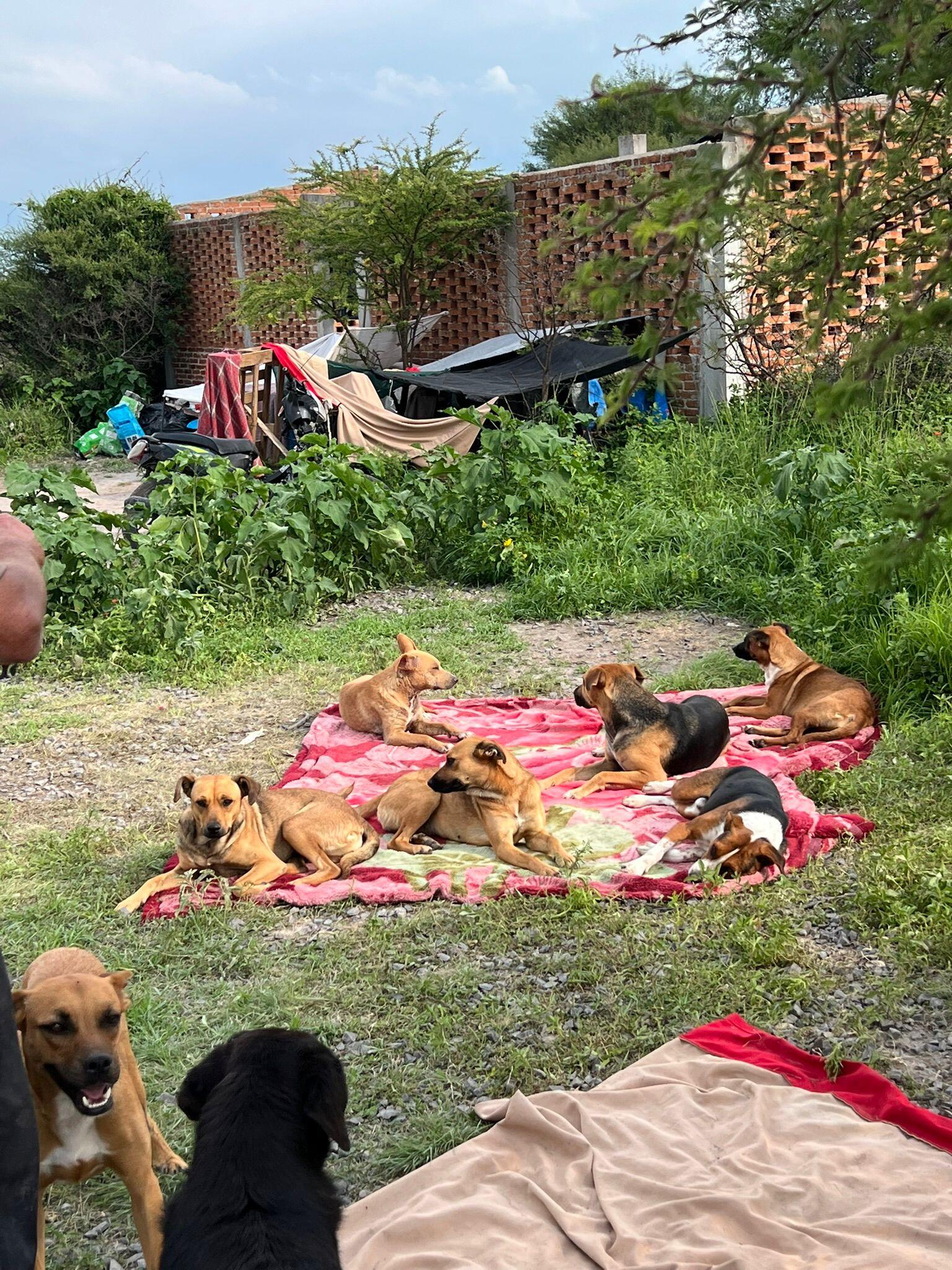 Campaign cover image for Casa Perruna-Hope for #25 Forgotten Dogs