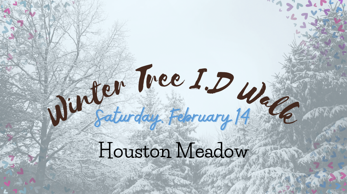 Campaign cover image for Winter Tree ID Walk, Houston Meadow