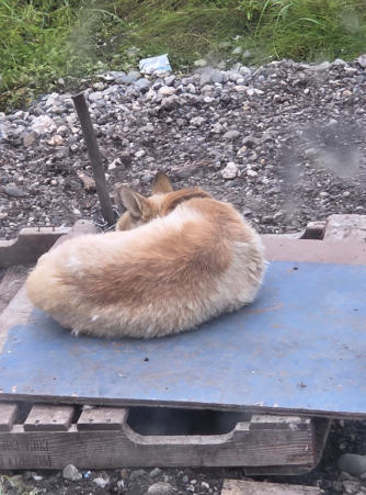 Campaign cover image for SPONSORS NEEDED FOR KILO $420