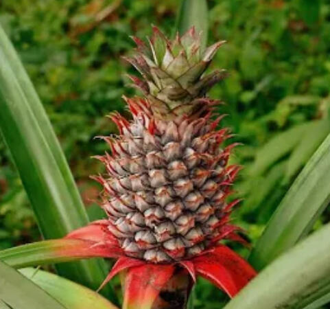 Campaign cover image for Royal