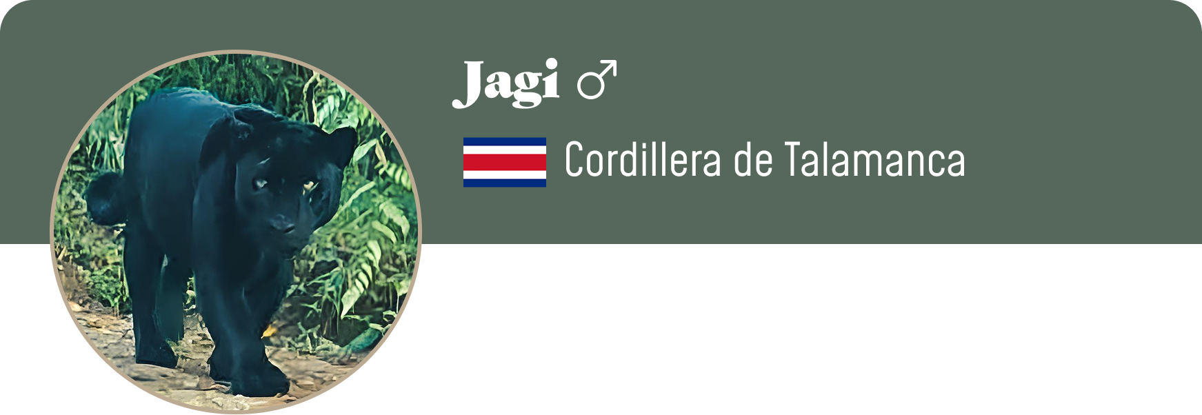 Campaign cover image for Adopt Jagi