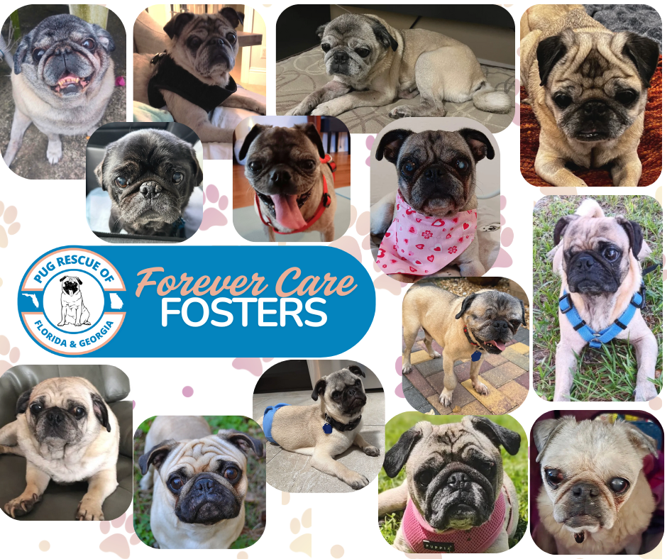 Campaign cover image for Forever Care Foster Pugs