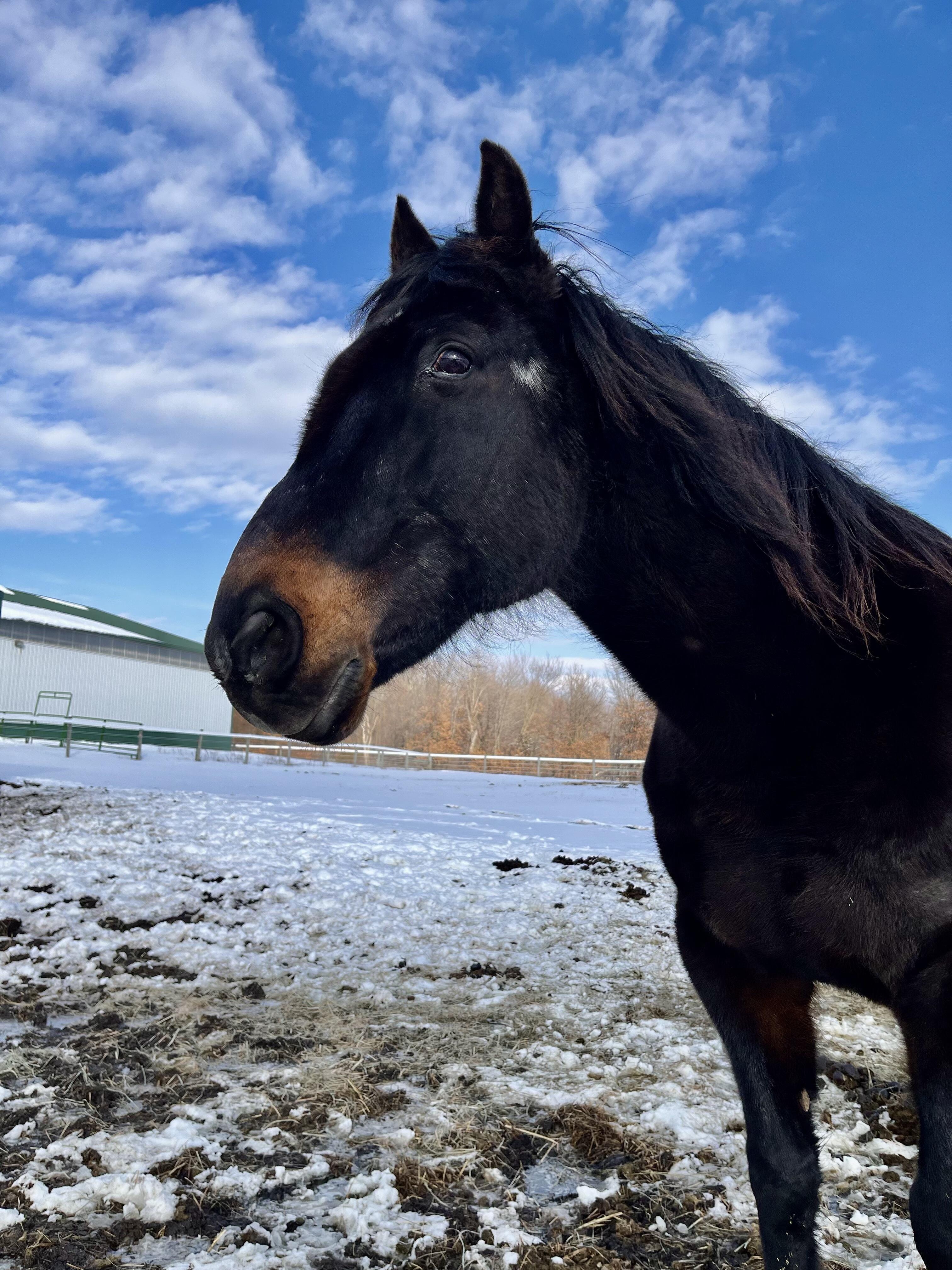 Campaign cover image for Gooch Horse Sponsorship