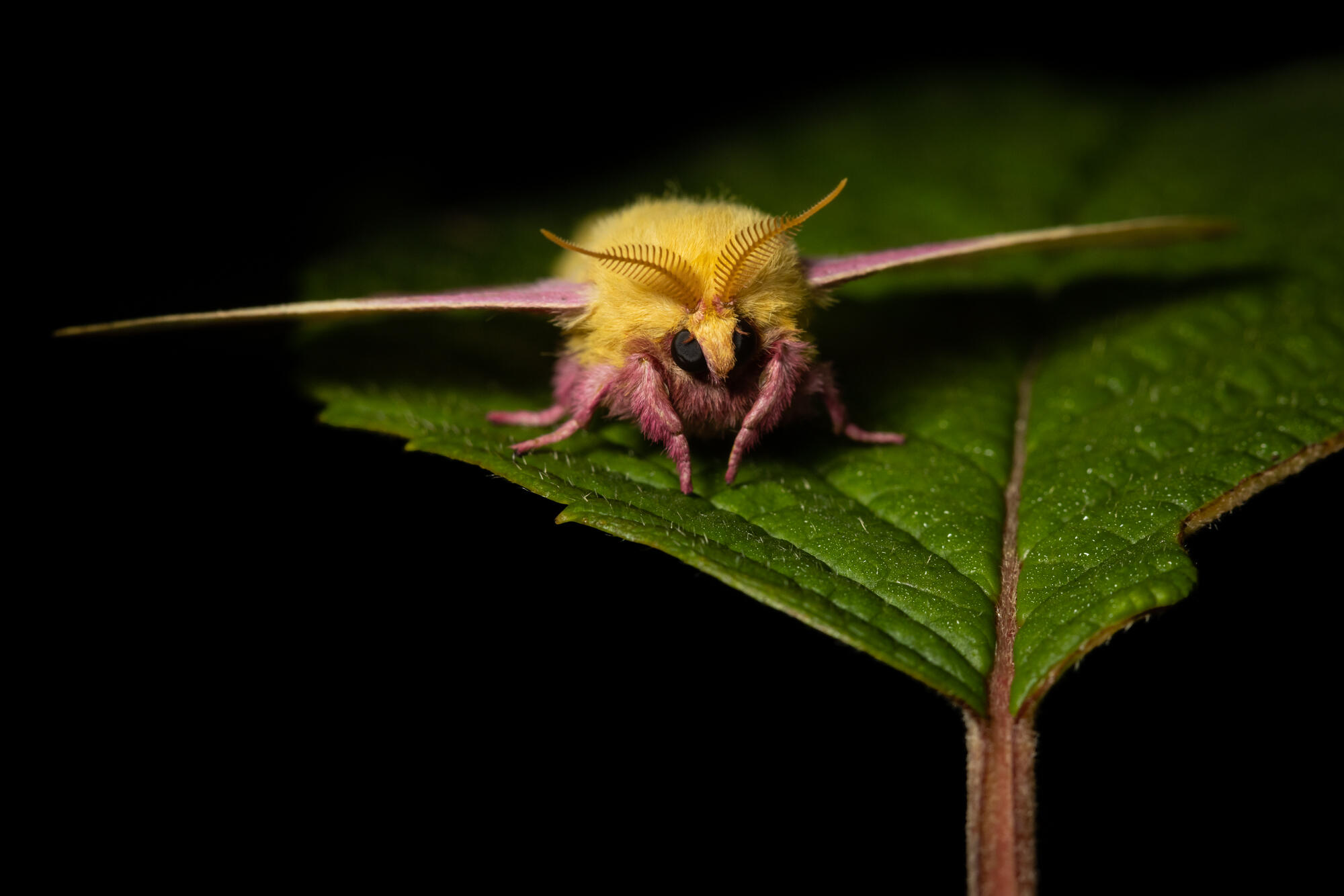 Campaign cover image for Mothapalooza in the Catskills