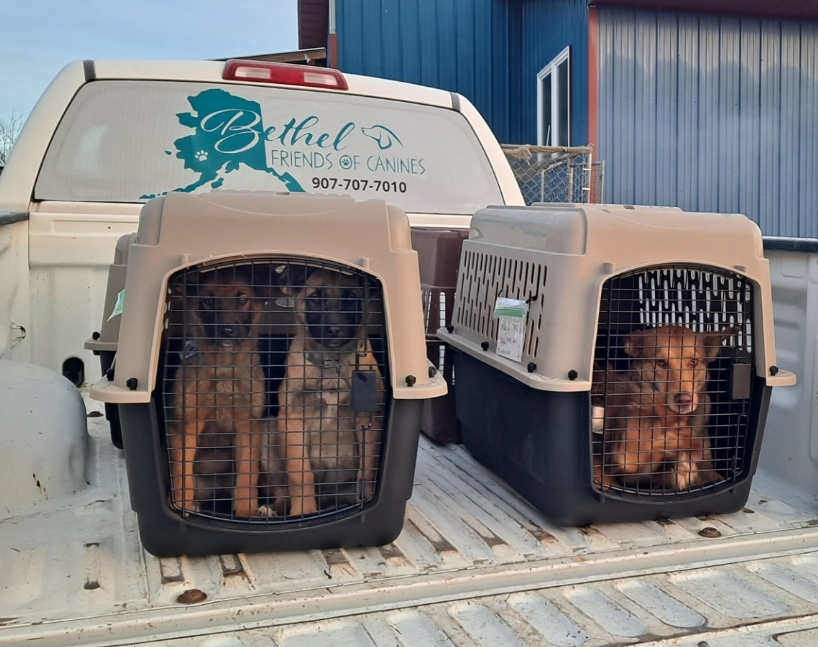 Campaign cover image for 5 INSULATED DOG HOUSED TO BETHEL FRIENDS OF CANINES RESCUE