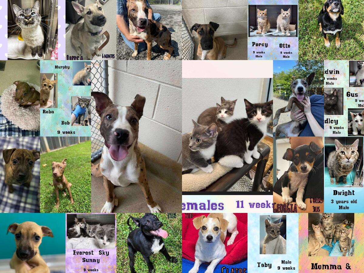 Campaign cover image for ✈️Wings of Rescue - Hearts Full of Hope!