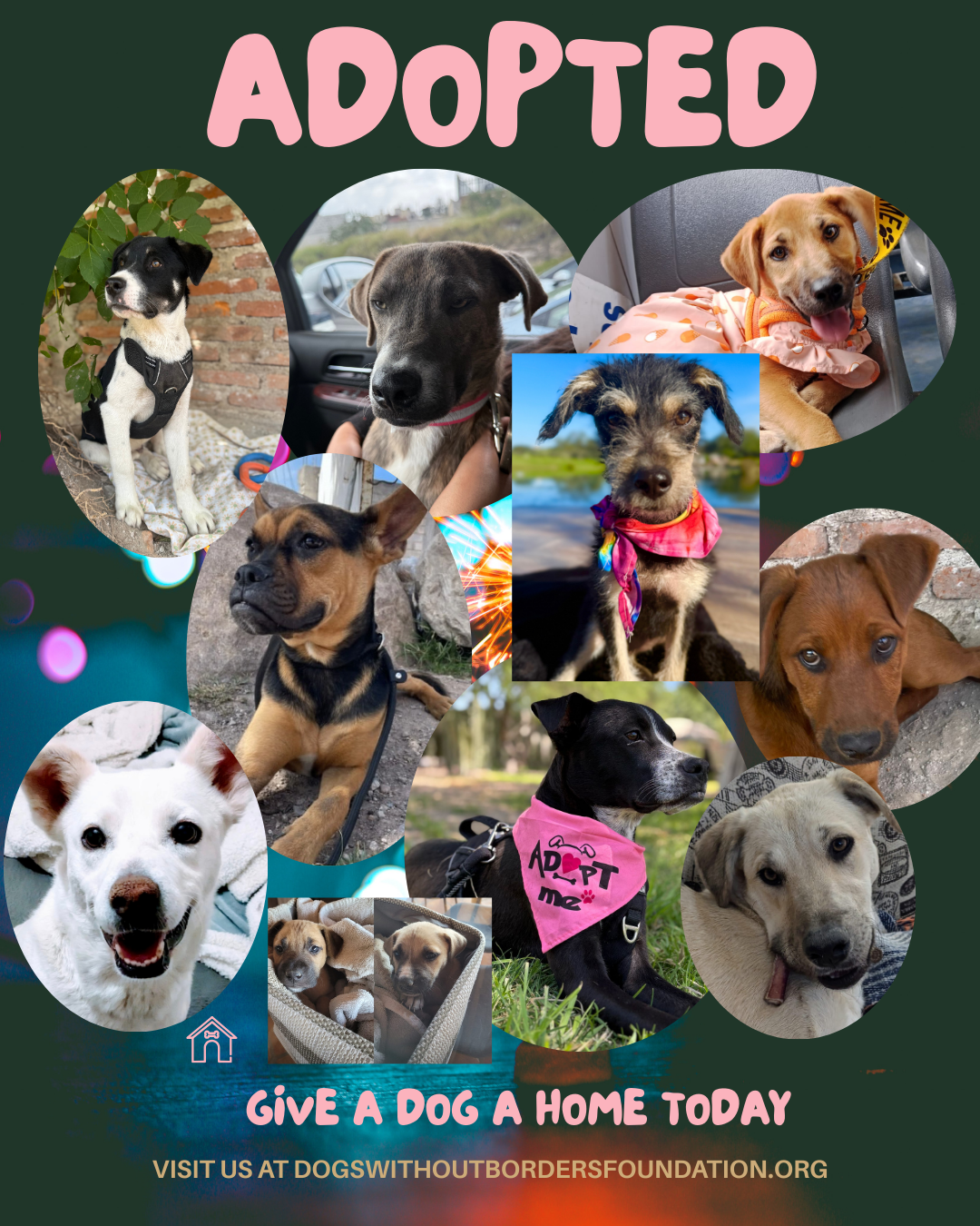 Campaign cover for Puppy Rescue Fund
