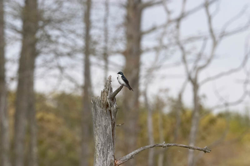 Campaign cover image for CANCELLED: Bird Walk With Alicia Crabbe 2023