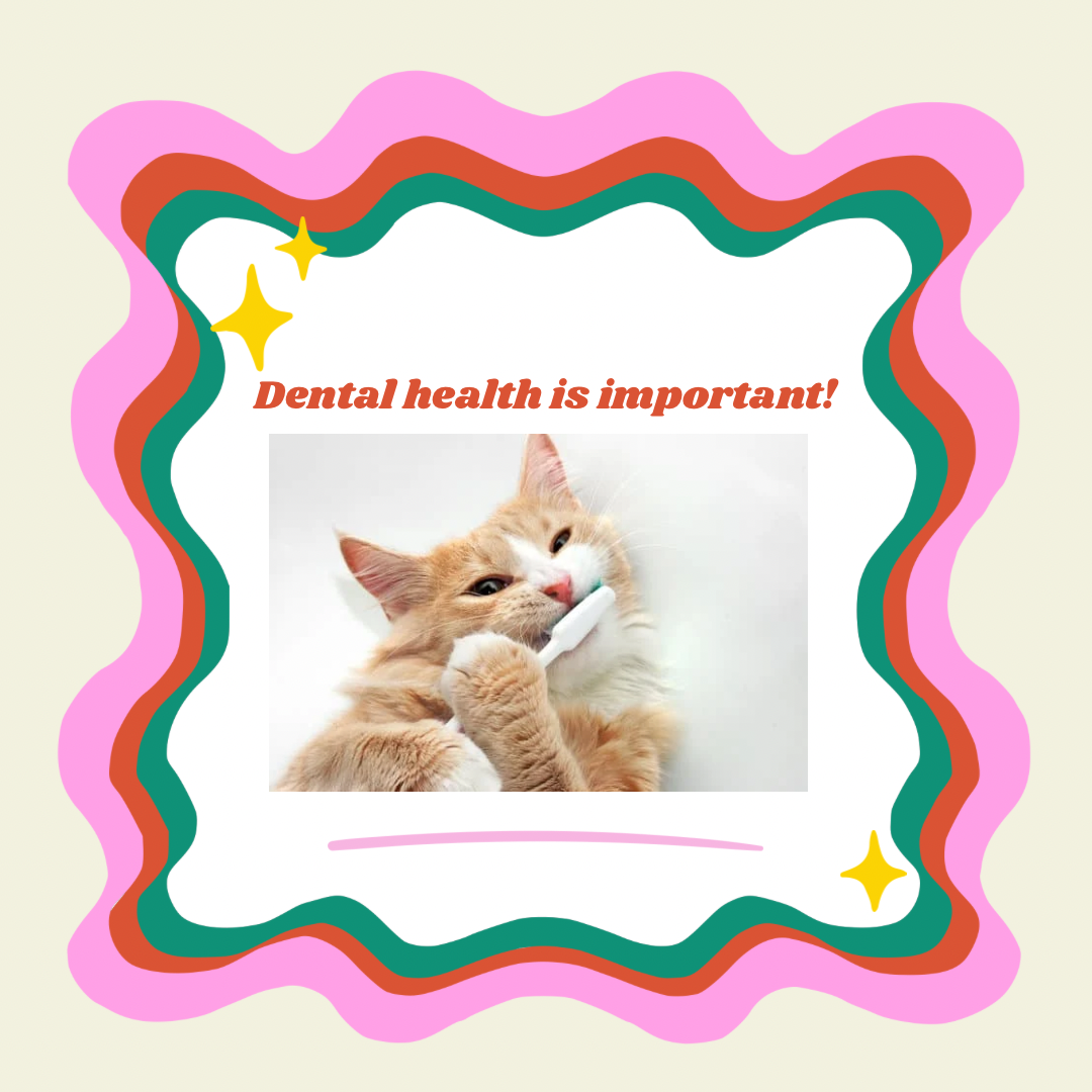 Campaign cover image for Pet Dental Health