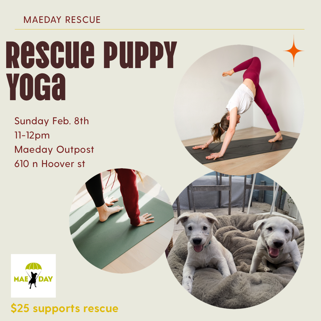 Campaign cover image for Maeday Puppy Yoga