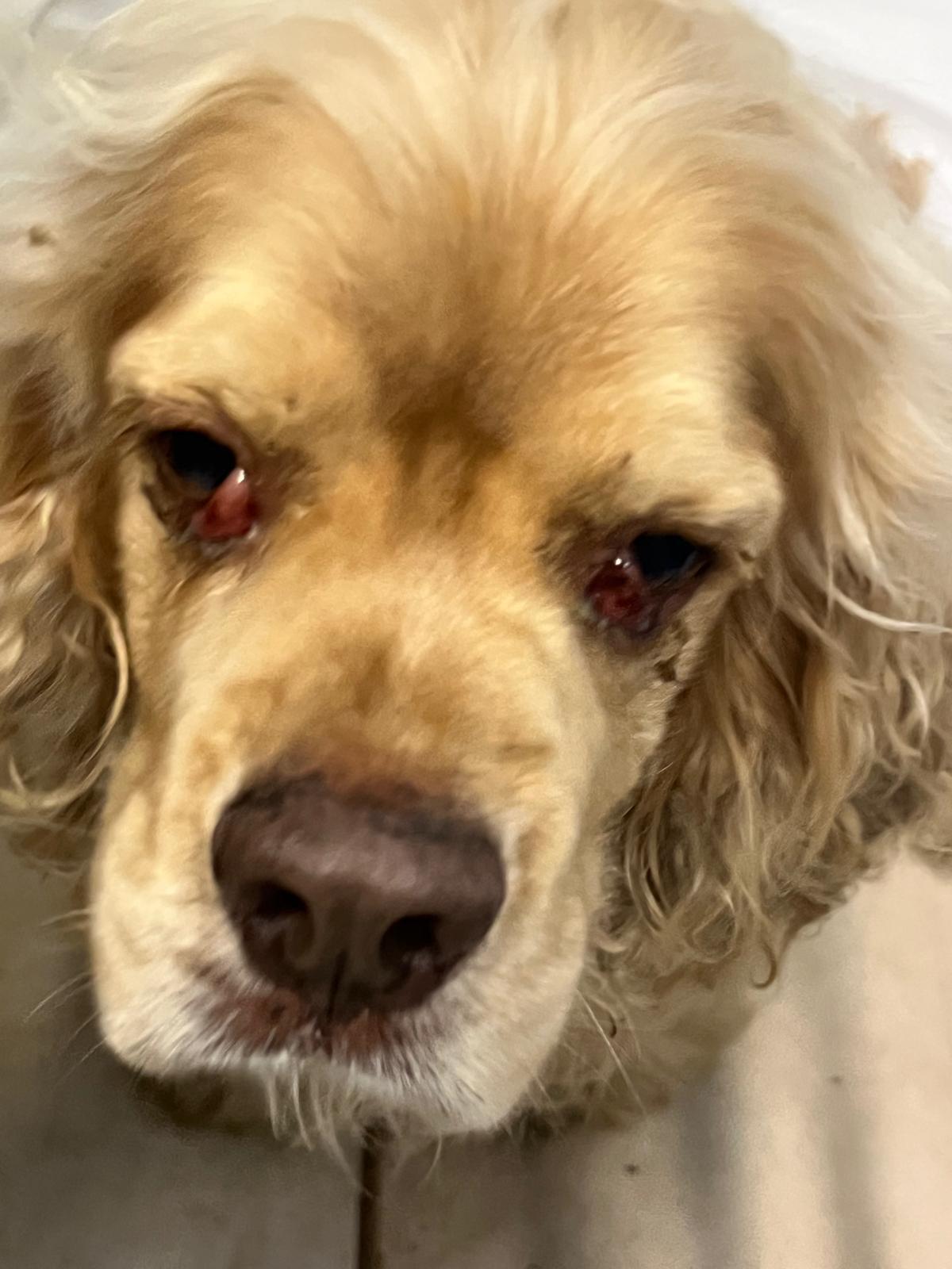 Campaign cover image for Cesar 🐶