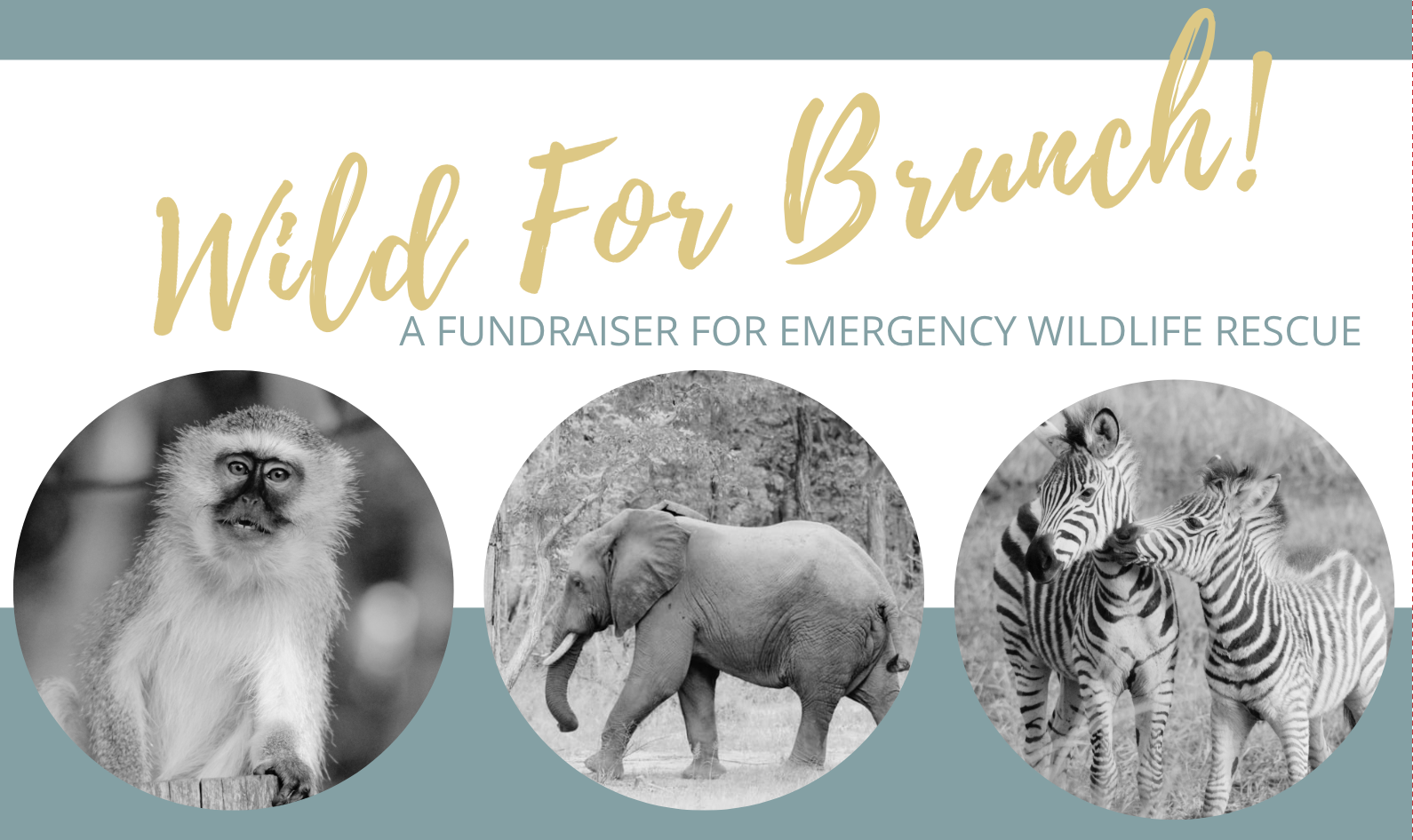 Campaign cover image for Join Us for Our First Annual "Wild for Brunch" Event!