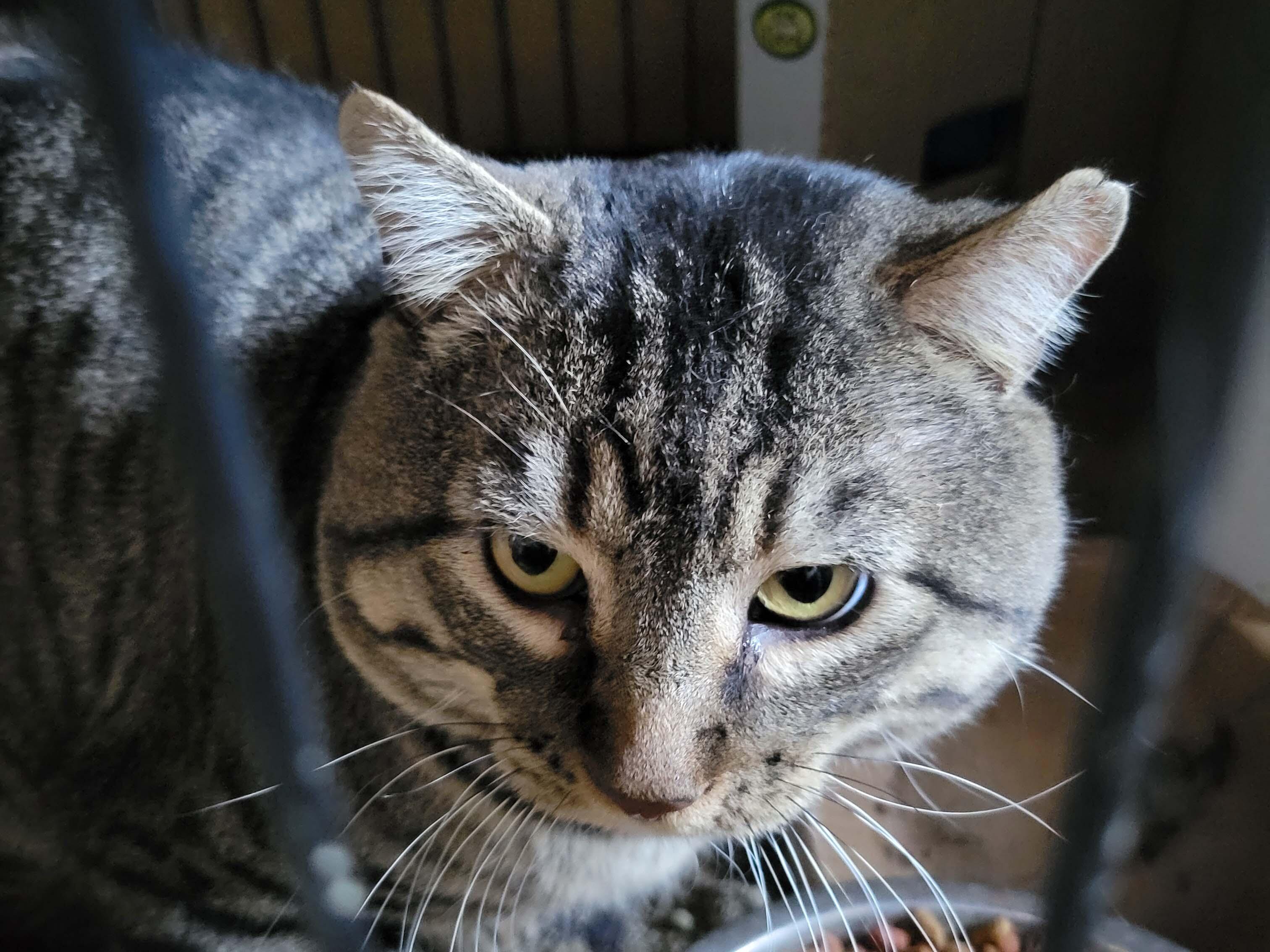 Care For The Church Cats