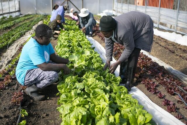 Campaign cover image for SNAP Cuts = Urgent Action Now for Refugees