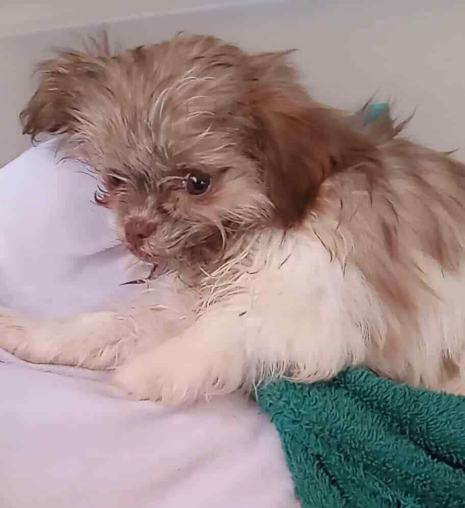 Campaign cover image for Journey to Recovery: Help Juliette the Parvo Puppy Heal