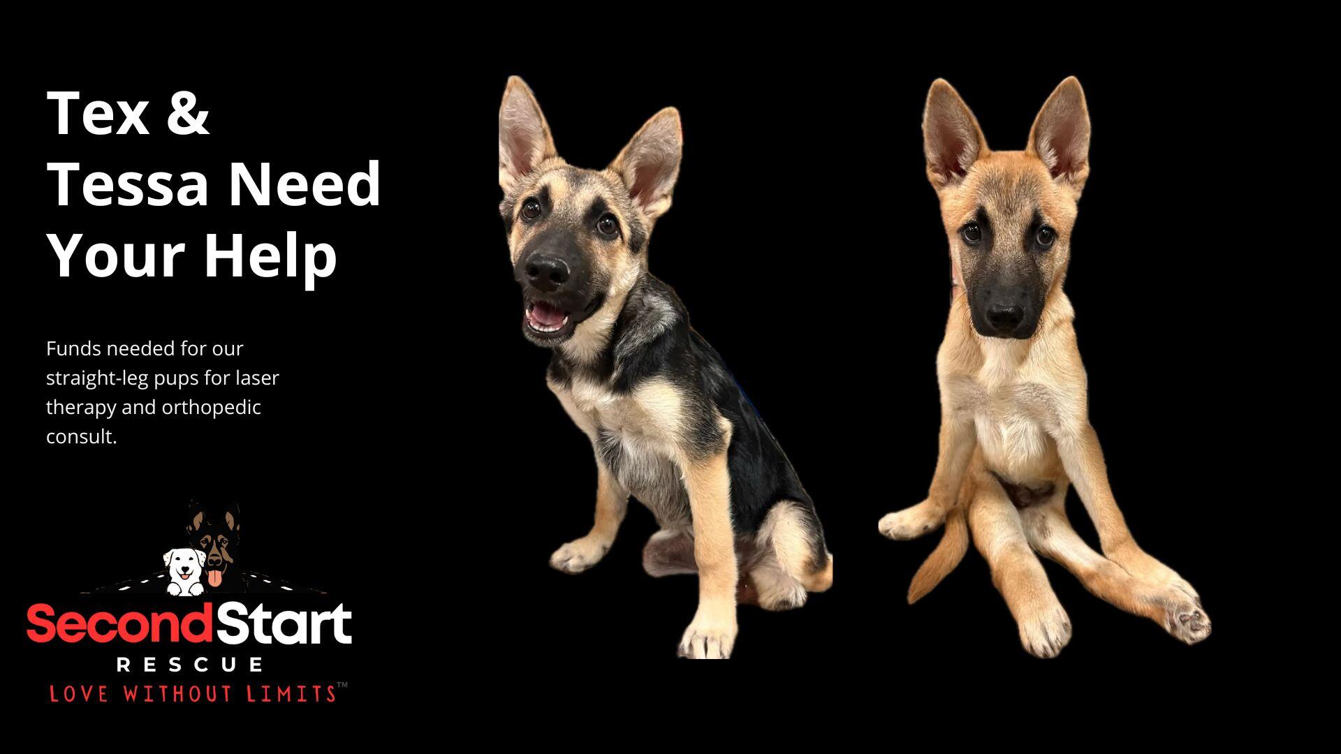Campaign cover image for Please Support Our Straight Leg Syndrome Dogs Tex & Tessa
