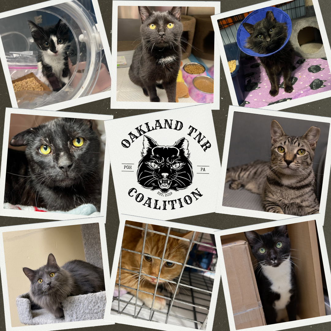 Campaign cover image for OTNRC Giving Tuesday 2025