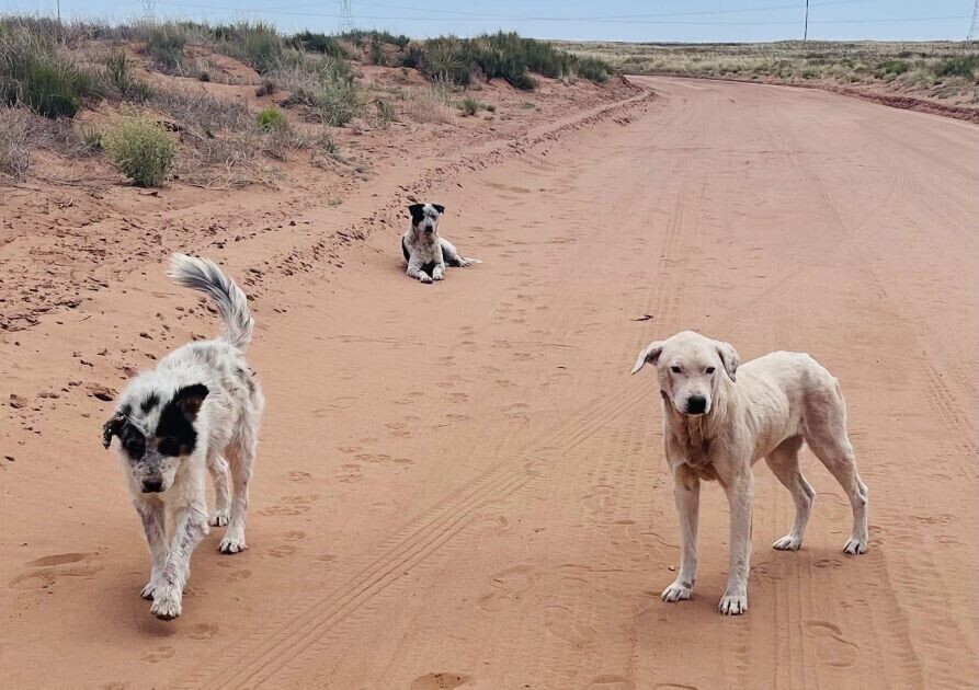 Campaign cover image for Help Us Help Them!