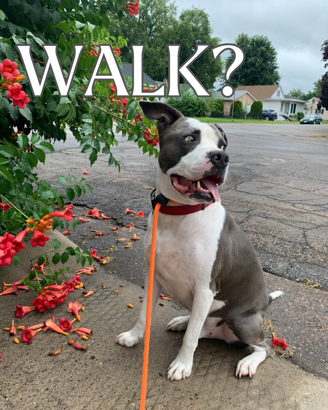 Campaign cover image for WoofTrax Walk-a-Thon 2025