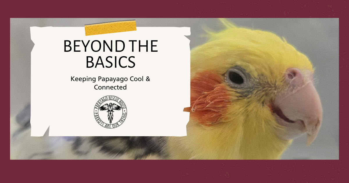 Campaign cover image for Beyond the Basics: Keeping Papayago Cool & Connected