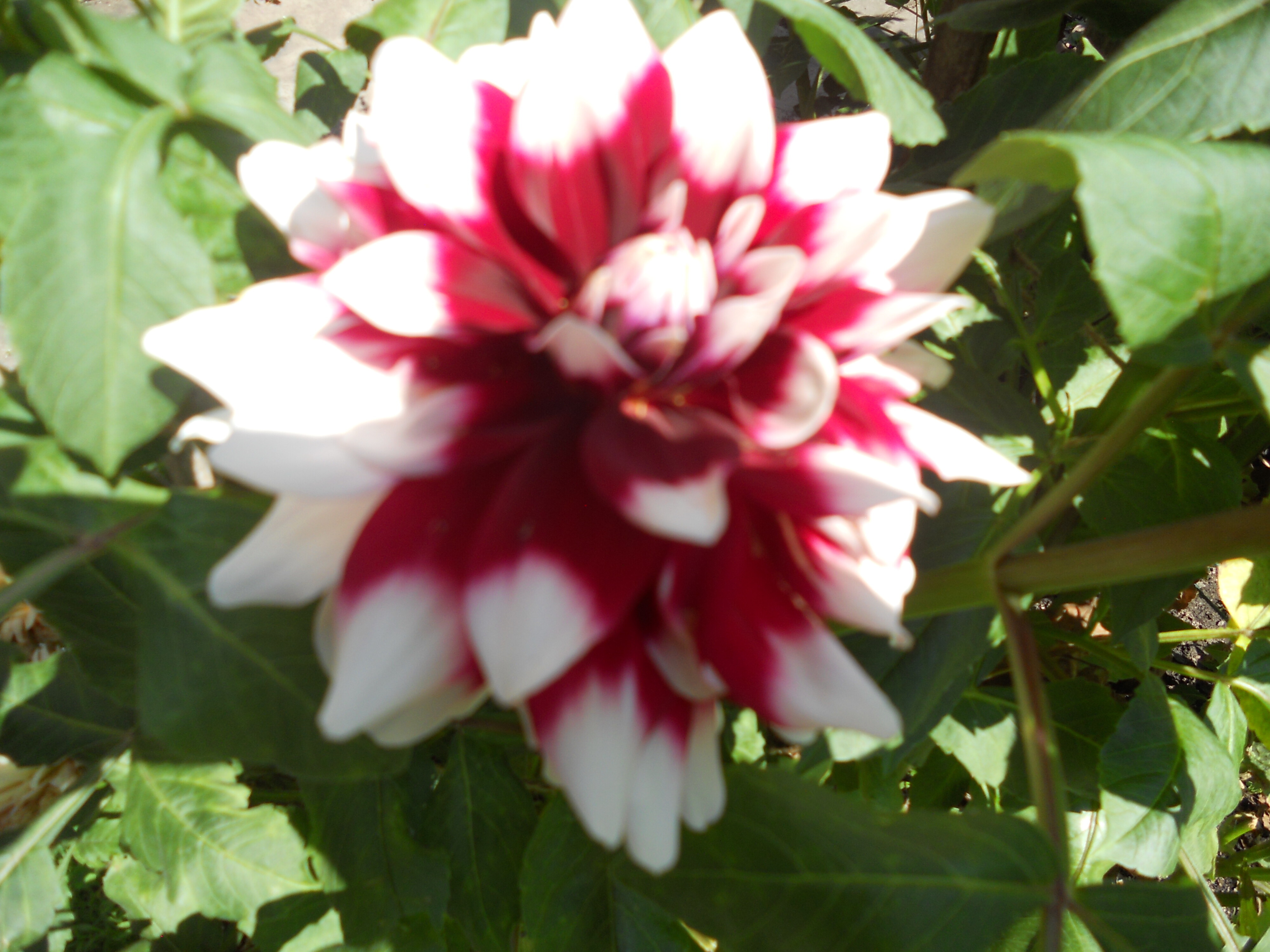 Campaign cover image for Polish Dinner 2022