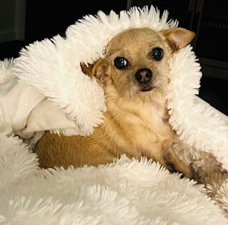 Campaign cover image for Forever Home Fund: Help 25 Pets Find Families