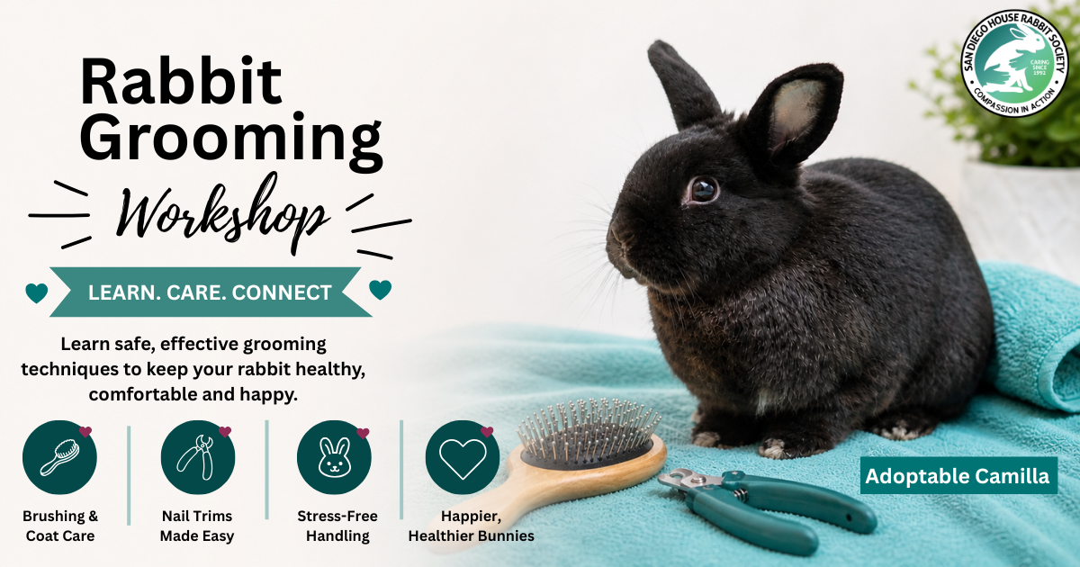 Campaign cover image for Rabbit Grooming Workshop - June 13, 2026