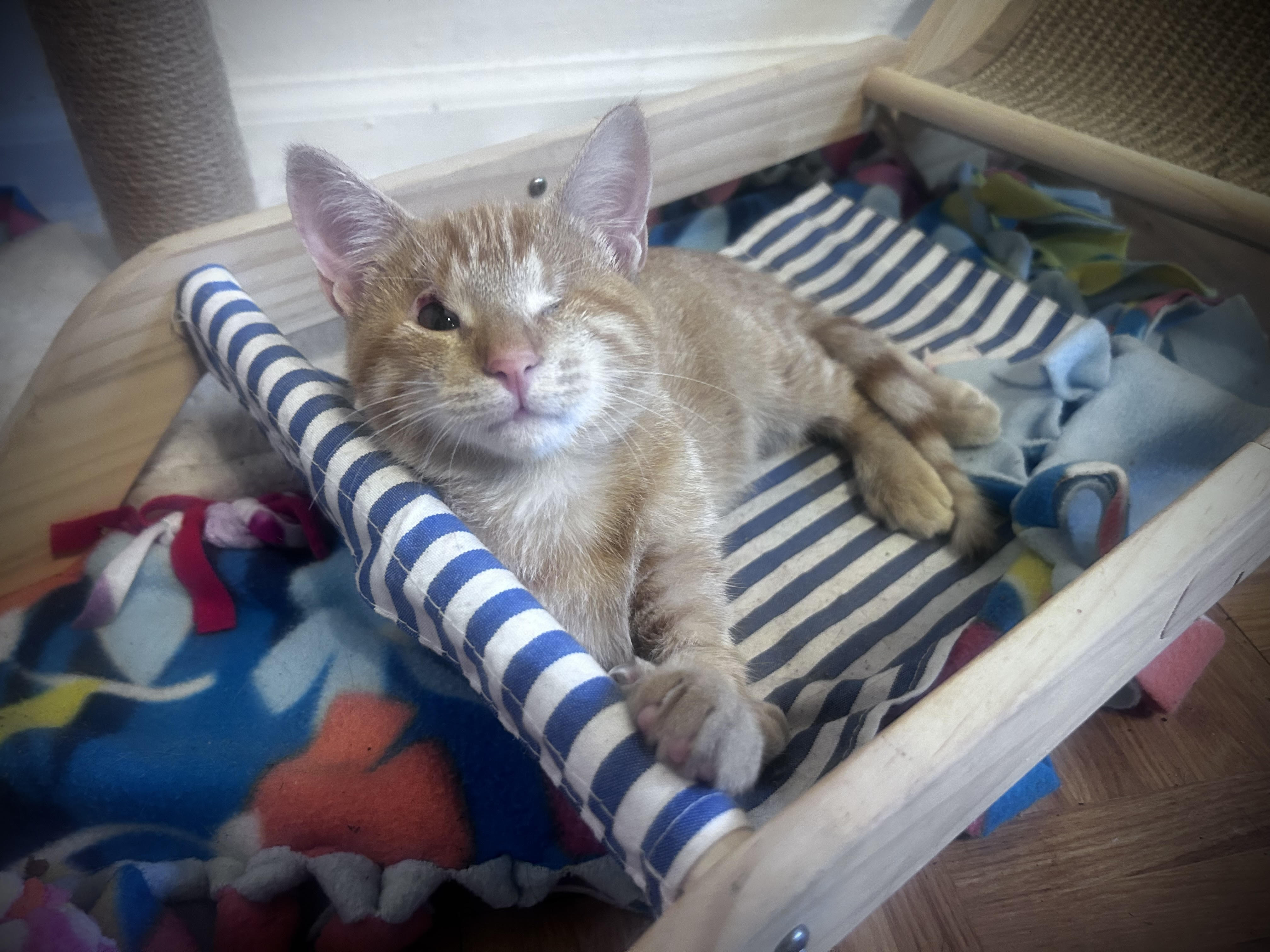 Campaign cover image for $10K Match Challenge: Twice the Impact for Cats