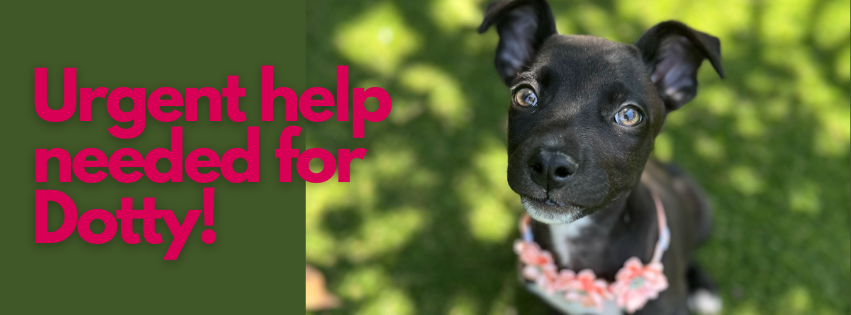 Campaign cover image for Sweet Dotty Is Fighting For Her Life