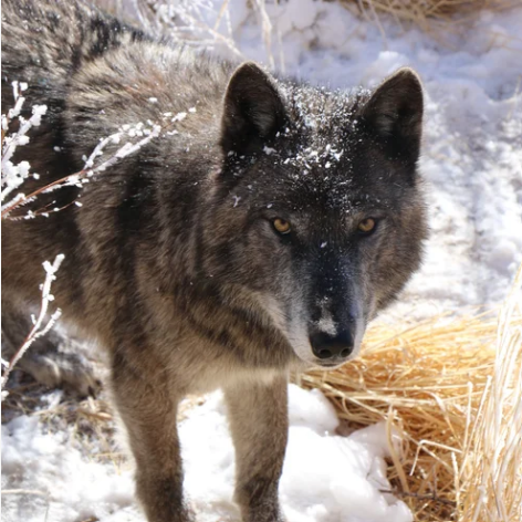 Campaign cover for Wolf Caretaker