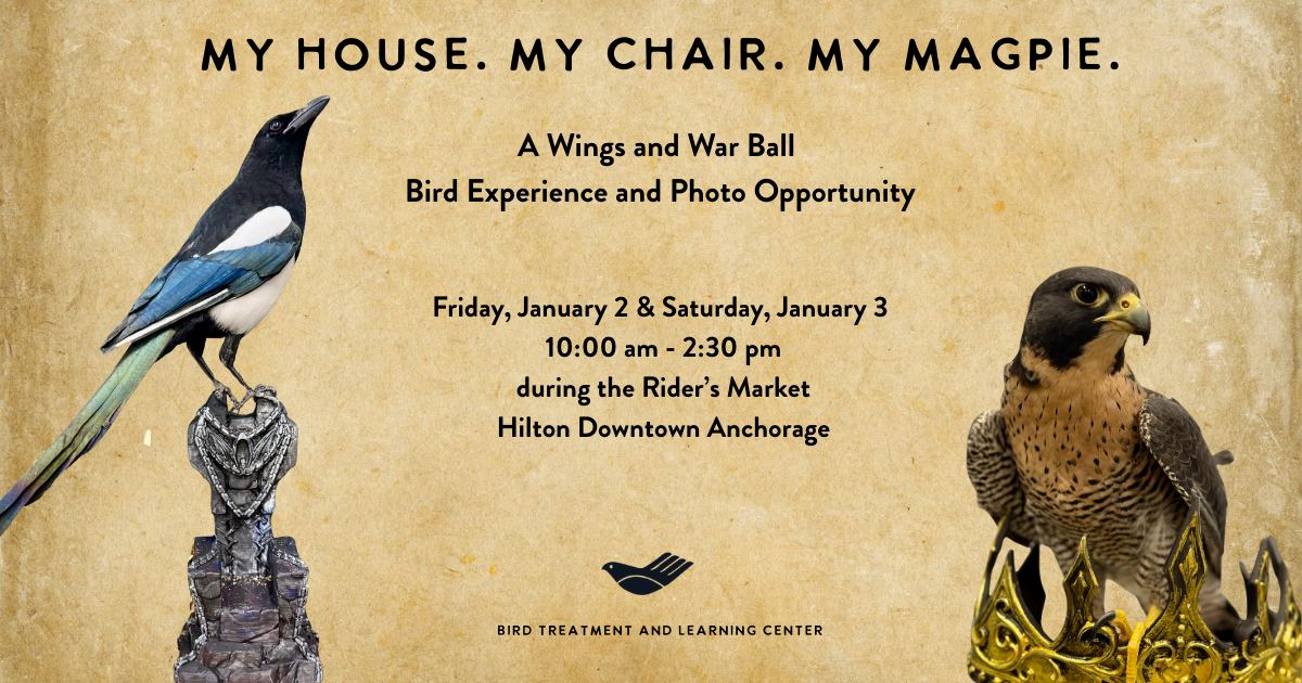 Campaign cover image for My House. My Chair. My Magpie.