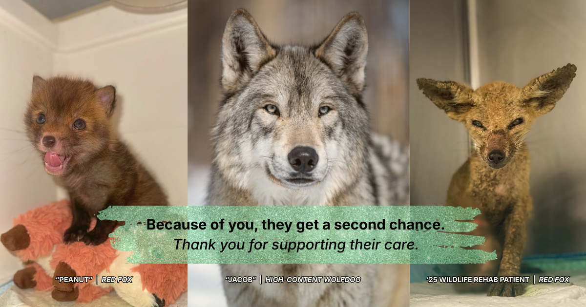 Campaign cover for General Support for Arctic Fox Daily