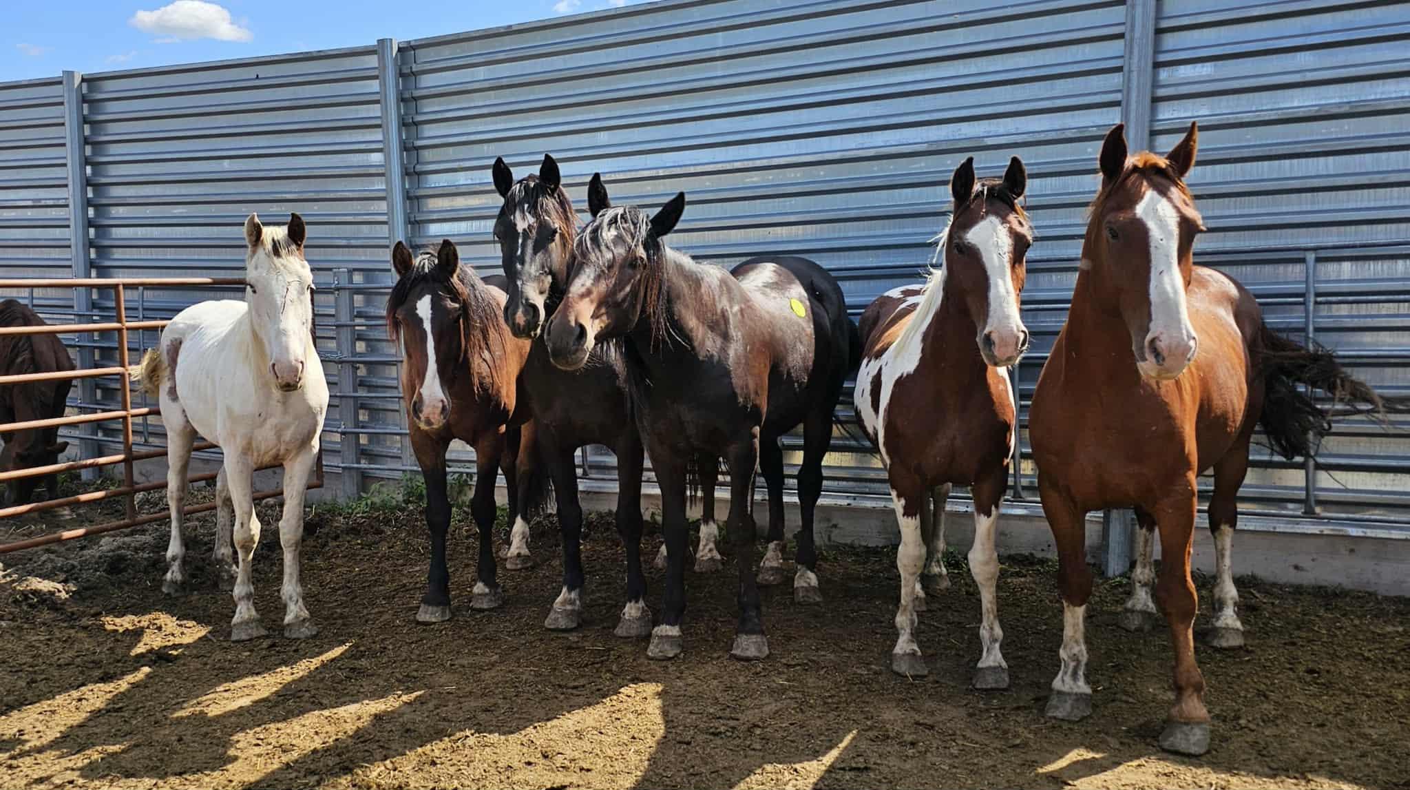 Campaign cover image for 2025 Auction Fund