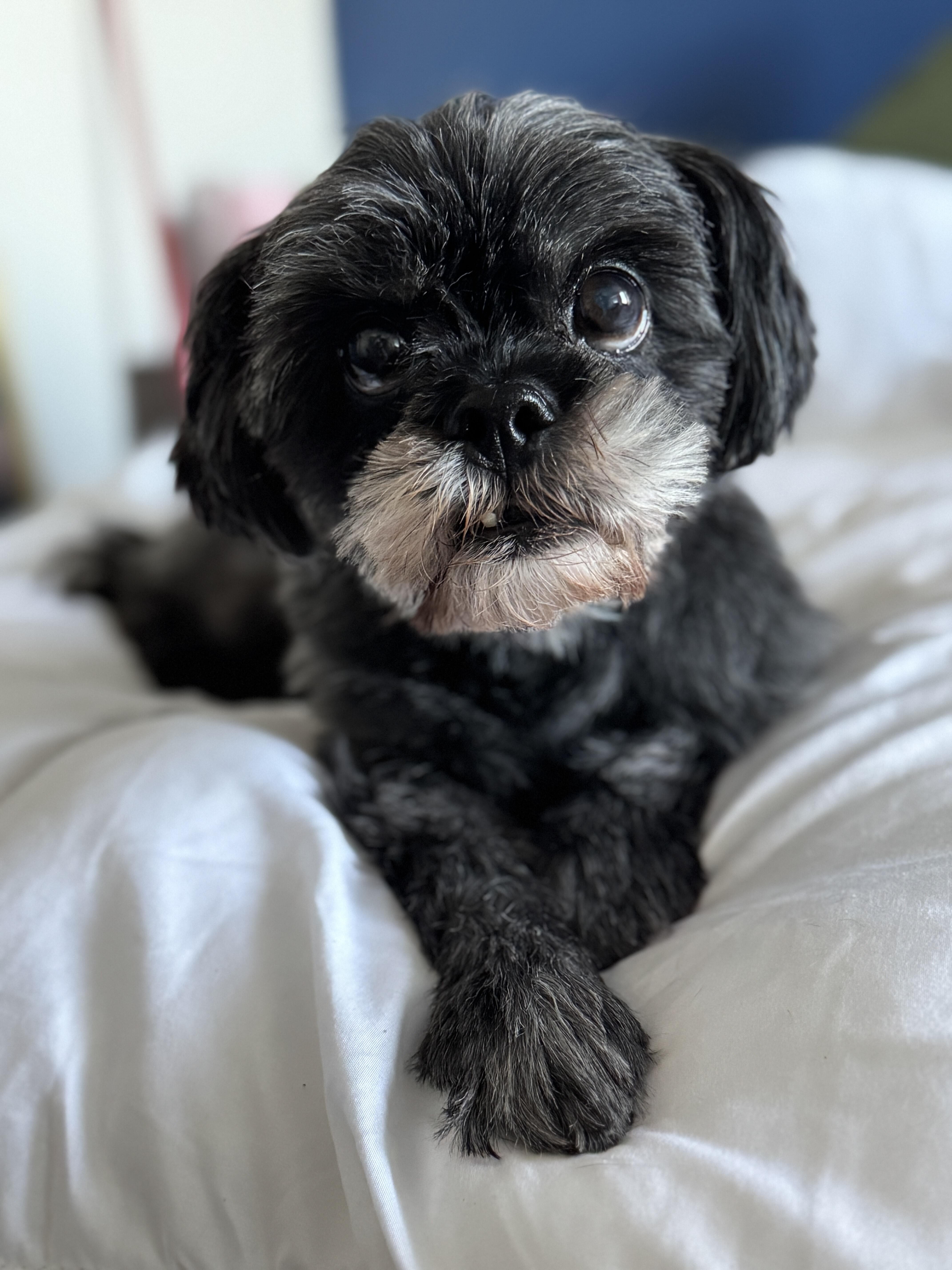 Campaign cover image for Help dogs like Ophelia!