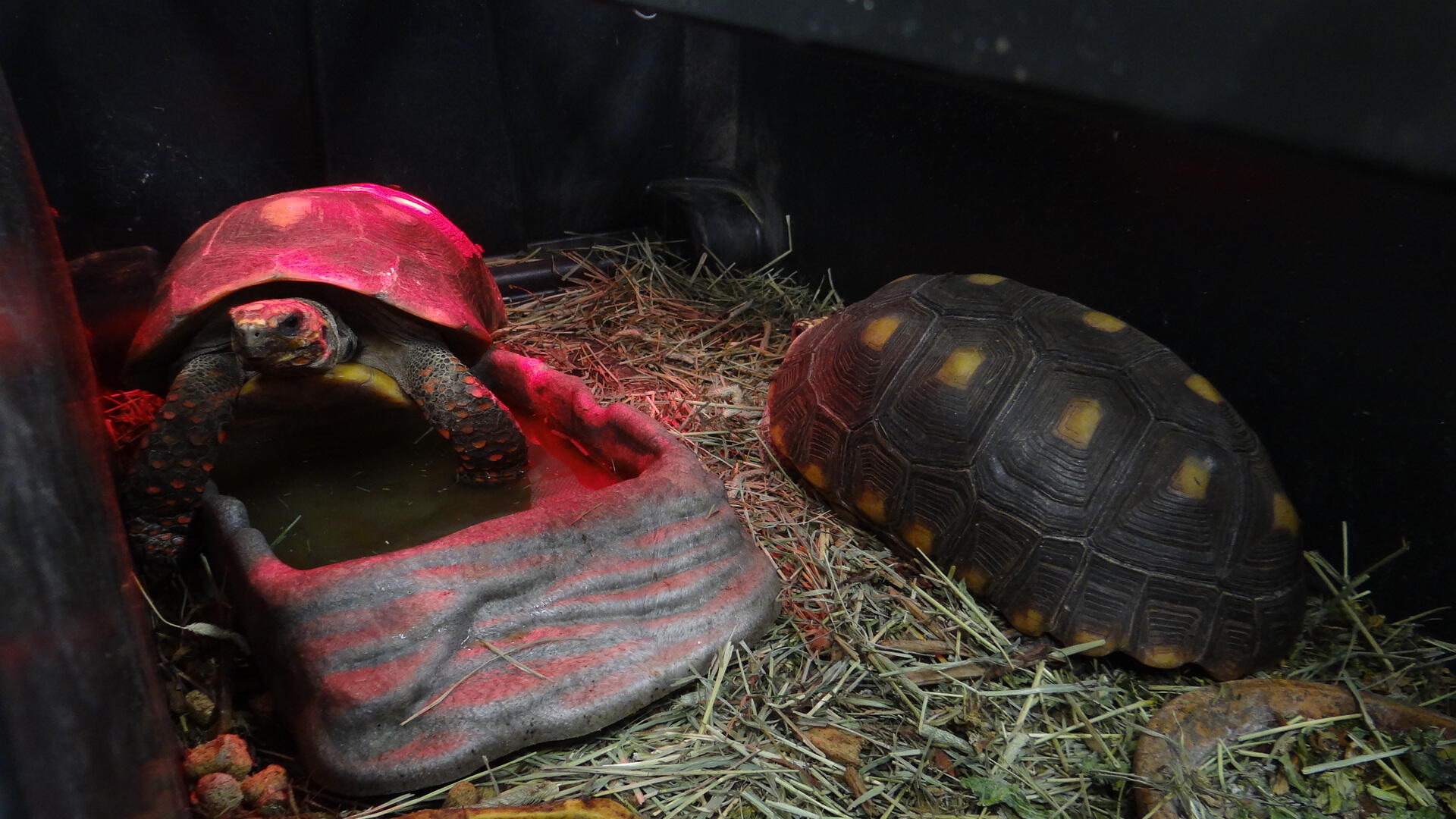 Campaign cover image for Massive Exotic Pet Intake at RHSPCA