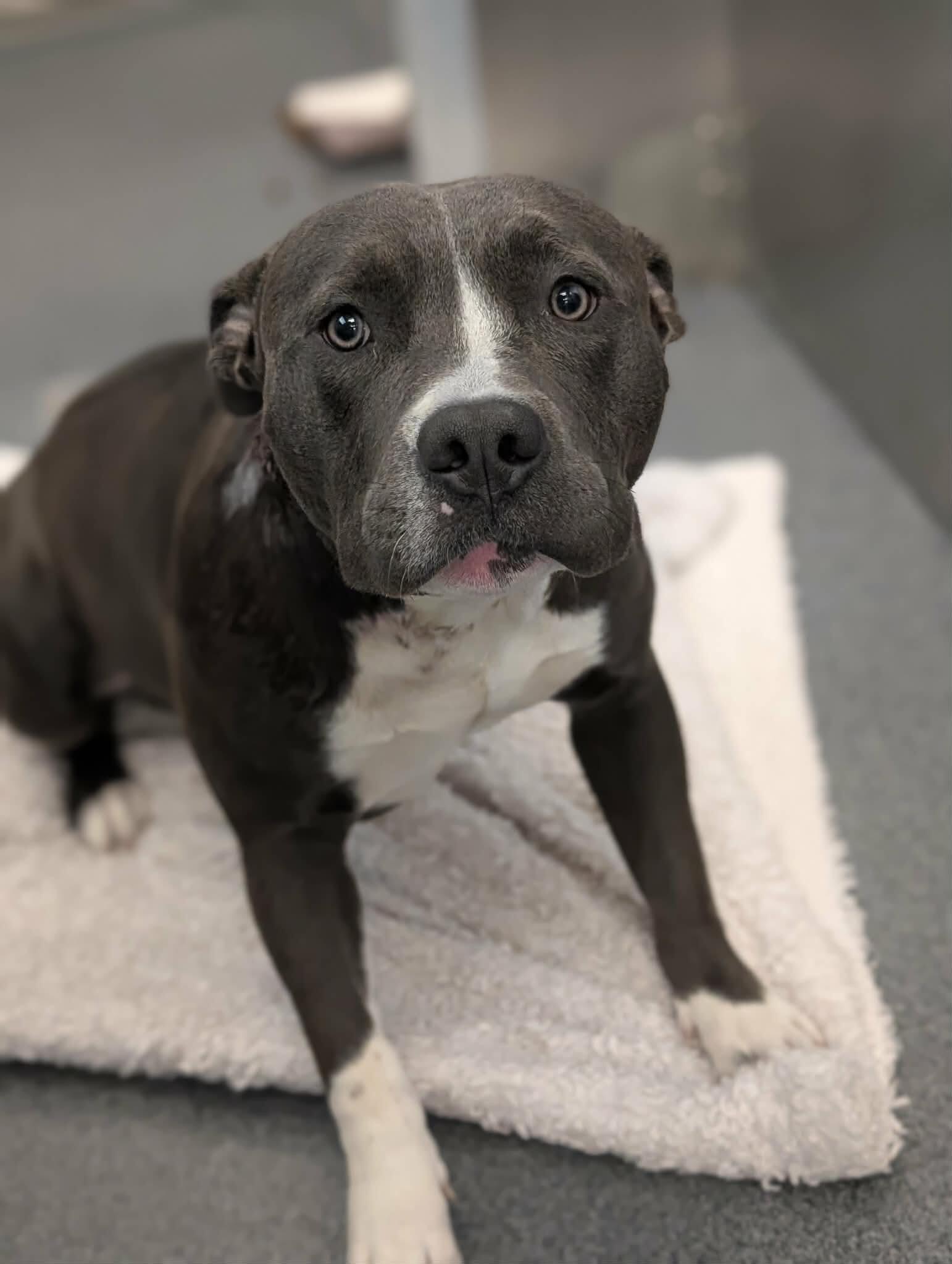 Campaign cover image for Stitch Was Shot. Help Us Give Him a Second Chance.