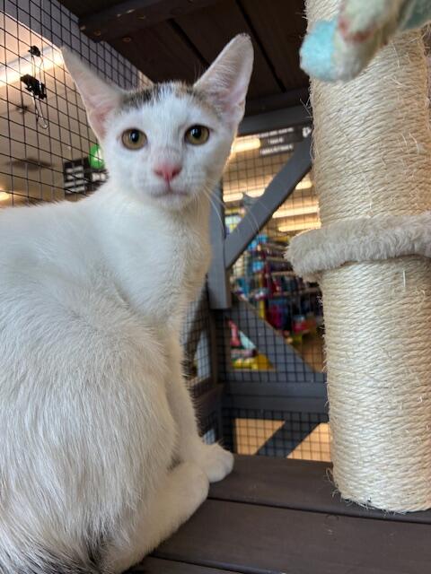 Campaign cover image for Online Donation Station for AHACS