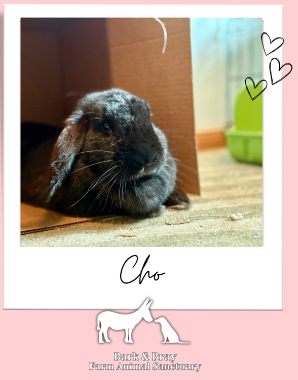 Campaign cover for Sponsor Cho the Bunny