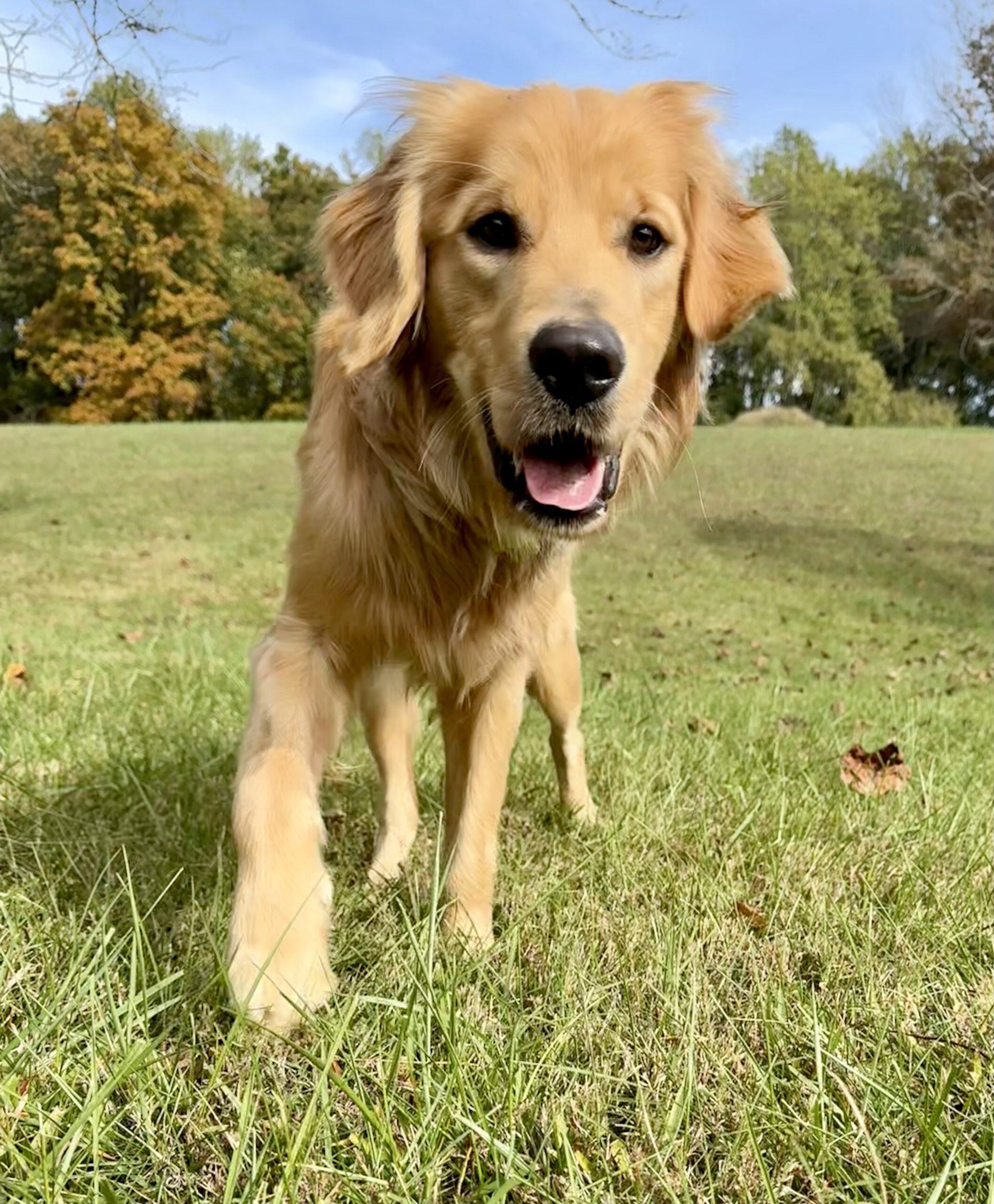 Campaign cover for Pack Leader of the Month