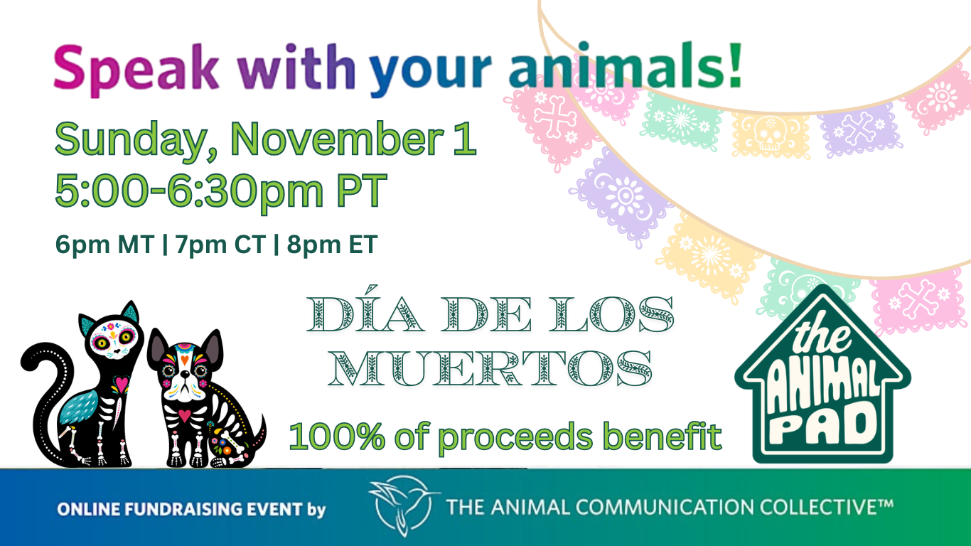 Campaign cover image for A Dia De Los Muertos Evening of Sharing Messages with the Animal Communication Collective