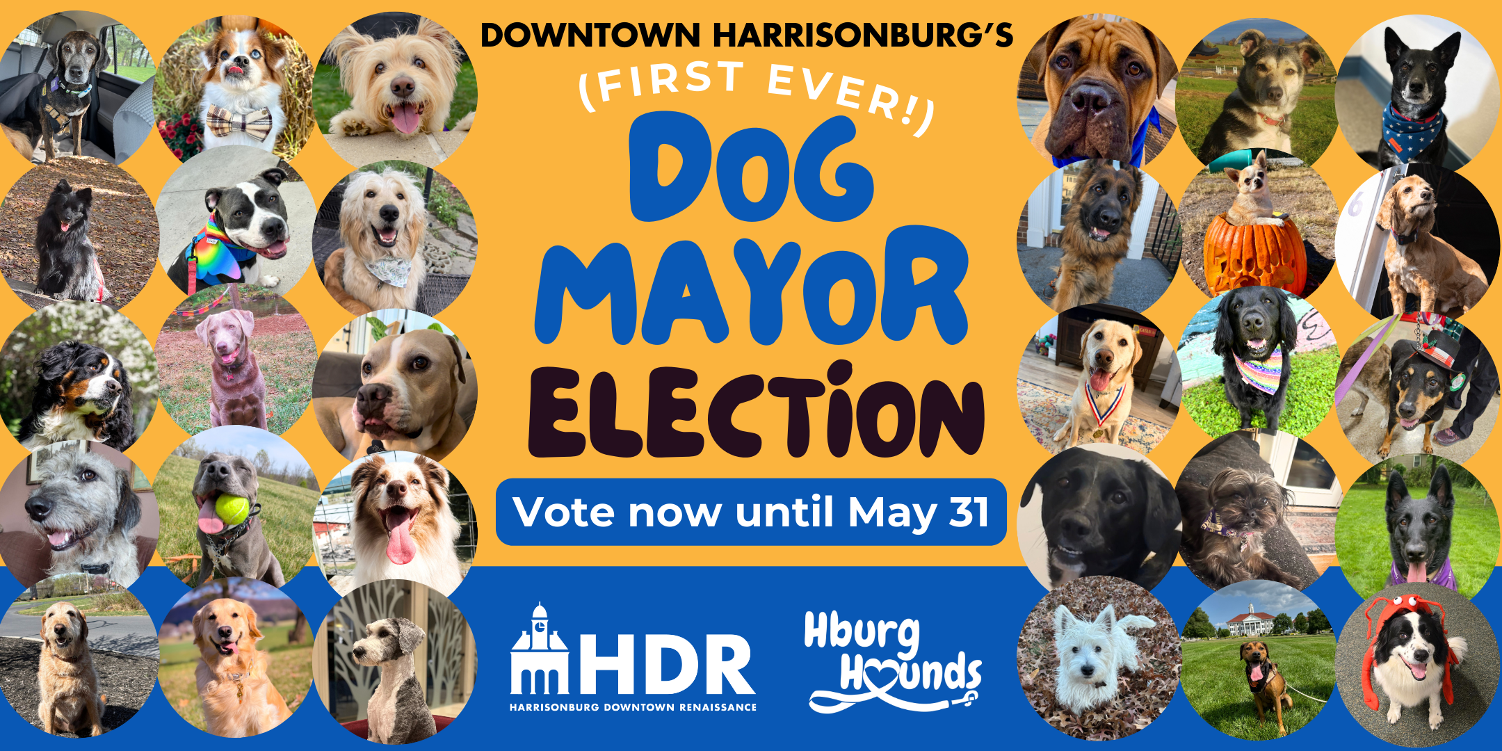 Campaign cover image for Vote for Downtown Harrisonburg's Dog Mayor