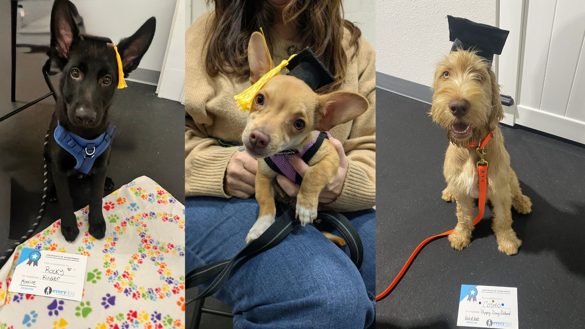 Campaign cover image for Every Dog Graduation 2026