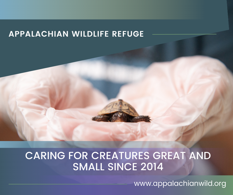 Campaign cover image for Saving Wild Lives!