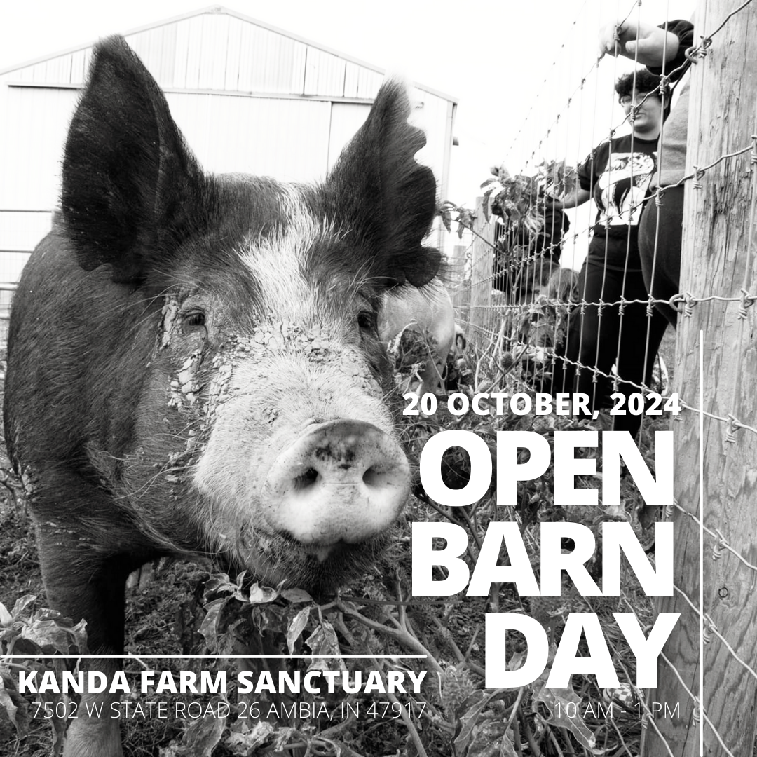 Campaign cover image for Open Barn Day Oct 20, 2024