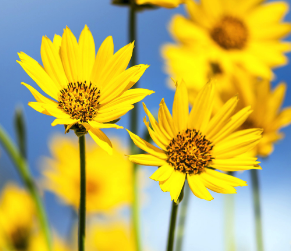 Campaign cover image for Invest in our Ida! Donation Drive