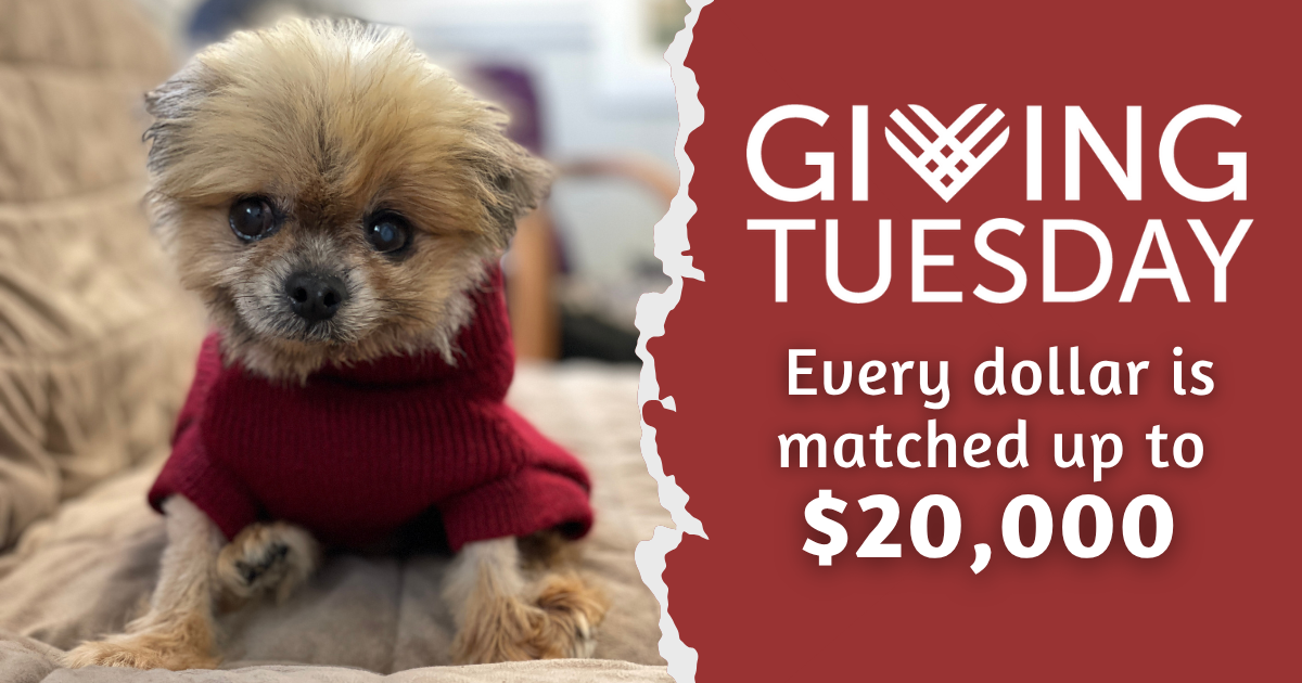 Campaign cover image for Giving Tuesday 2025 🐶