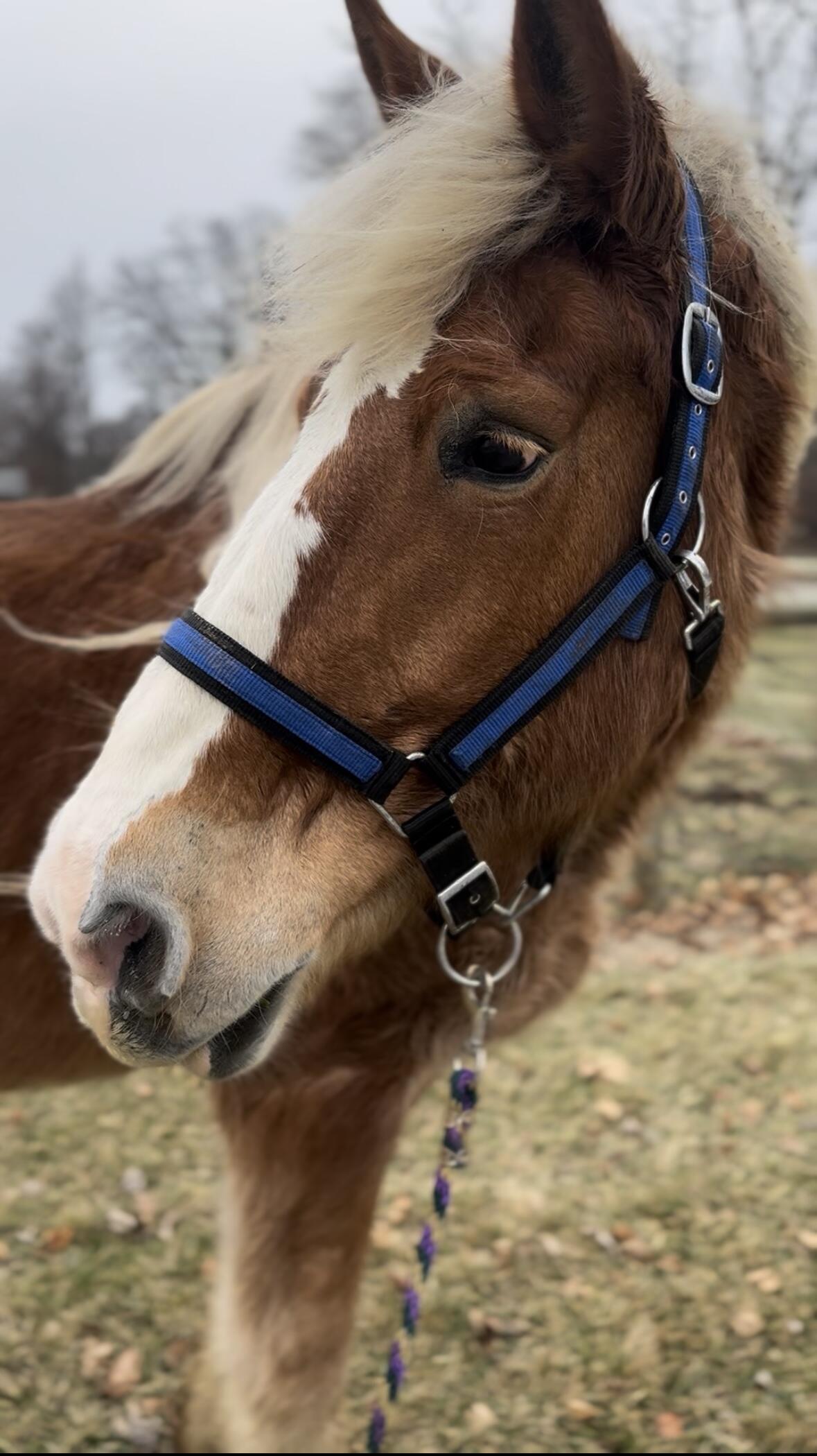 Campaign cover for Daisy's Guardian Fund